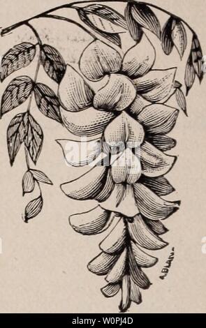 Image d'archive à partir de la page 69 du catalogue descriptif des fruits et. Catalogue descriptif des fruits et des arbres d'ornement, conifères, vignes, arbustes, bulbes, etc.1890descriptivecatal stor Année : 1890 le lierre (Hedera). JAPOXICA ARGEXTEA-une belle variété à petites feuilles vertes, largement mar- gined, blanc crème. La plus belle de toutes les lierres panachées. PALMATA-belles feuilles en forme de palme, vert, visiblement. RHOMBOIDIA EGATA VARI- -feuilles cordiformes varie finement- blanc et vert. MAC--ULATA panaché vert profond feuilles ; sympa repéré ; nuance de vert clair et blanc. hkhc records, ou Banque D'Images