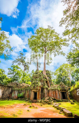 De vieux arbres en symbiose avec les ruines dans les ruines de Tablon temple à Angkor Wat, au Cambodge Banque D'Images