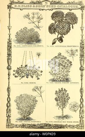 Image d'archive à partir de la page 74 du catalogue raisonné d'un choix. Catalogue descriptif d'une collection de choix, de l'agriculture et de légumes graines de fleurs, glaïeul, lis, et d'autres les bulbes d'été descriptivecatal bkbl1880 Année : 1880 Banque D'Images