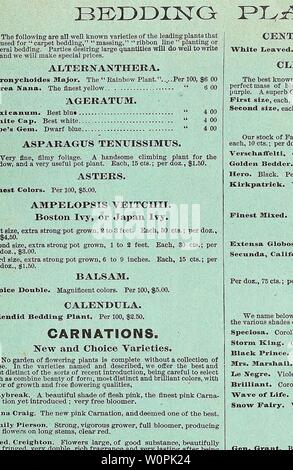 Image d'archive à partir de la page 74 du catalogue descriptif de légumes, de fleurs,. Catalogue descriptif de légumes, de fleurs, et des semences de ferme l'année WeebC Descriptivecata00 : 18uu &lt;74 WEEBER & DON. Plantes à massifs. La FLEUR DE LUNE. Héliotropes. Toutes les nuances de couleurs, pourpre, etc. Chaque, 10 cts. ; par 100, $8.00. Roses trémières. Nouveau double souche. Ces variétés sont remarquables par leur double parfait de fleurs, de grande taille, l'éclat et la variété des couleurs. Nous offrons dans le ehades suivants, qui sont les principales couleurs : blanc cultivé, double, double, double jaune, rose, lavande double double Crimson. Banque D'Images