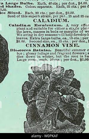 Image d'archive à partir de la page 76 du catalogue descriptif de légumes, de fleurs,. Catalogue descriptif de légumes, de fleurs, et des semences de ferme l'année WeebC Descriptivecata00 : 18uu MADAME CROZY CANNA. Français CANNAS nains. Le feuillage est luxuriante et variée en couleur, et les plantes en nain habitude, s'établissant en moyenne pas plus de trois à quatre pieds de hauteur. Leur grand mérite, cependant, réside dans la grande taille et éblouissante et teintes éclatantes des fleurs, allant à travers tous les tons de jaune et orange aux plus riches cramoisi, écarlate et Vermilion ; certains sont aussi magnifiquement tacheté. Madame la Cxpxy (Nouveau). L'immense flo Banque D'Images