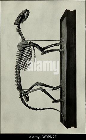 Image d'archive à partir de la page 94 de la description des nouvelles de carnivores. Description des nouveaux carnivores du Miocène de l'ouest du Nebraska descriptionofnew45pete Année : 1910 Banque D'Images