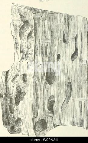 Image d'archive à partir de la page 97 de Der Forstschutz (1898). Derforstschutz hessuoft der Forstschutz00Année : 1898 58 IL Sud). J'Slbicnitt. Serne. üor Sie burd) ltiü(t ta-i de l'article 0, paragraphe 5 dans fingcrftarteii Oiior fdinitt, im- Dtakn}geid, tgeltcii äugen !iil (gig. 39), bie fid) unter bem @inf(ufie pQval'itiid })ev&gt;itjtünd raäväen erungen)FCF), à l'unb luirb ierbuvc terfinifcf) f)id) äbtid}. 3)ie quelques fceint 3-4)xe ia 51 : leben. gro6 être Sordc bet4 Cerambyx cordo L, en onbtüdiiflcm JidteiilioUf (ie 9 ?er uppung finbct gteidjfatlg)3o §gi(,'je in einer glatt, SEiege ftatt nagten ge =. Stutommen luäljrenb « ai erfolgt être SS Banque D'Images