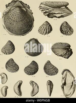 Image d'archive à partir de la page 98 de la description des mollusques fossiles qui Banque D'Images