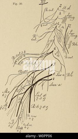 Image d'archive à partir de la page 105 de plexus brachiale cervico-der der Primaten. Plexus lifting cervico-brachiale der der Primaten derplexuscervico00bolk Année : 1907 (158) 468 Lemur macaco. Da dieses niveau das erste guerre, das ich für diese Untersu- chung, benutzte und ich erst im Laufe der weiteren Untersuchung Fig. 30. J-w. Cüi-vü. Plexus lifting cervico-brachiaiis der von Lemur macaco. genauer auf die Grefässverhältnisse geachtet habe, sind die Ge- fässe in der figure dieses nicht Plexus eingetragen worden. (Fig. 30). Banque D'Images