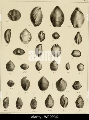 Image d'archive à partir de la page 106 de la description des mollusques fossiles qui Banque D'Images