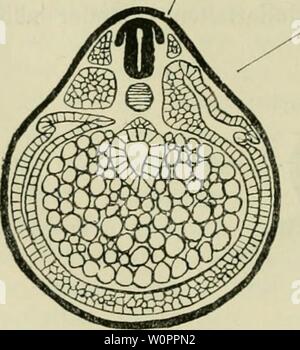 Image d'archive à partir de la page 113 de Der Frosch ; zugleich eine Einf. Der Frosch ; zugleich eine Einf dans das Studium des Wirbeltier-Krs derfroschzugleic guide pratique00hemp Année : 1908 Mittelhirn Vorderhim Sagittalschnitt hypophyse durch eine Larve, Darm die noch ist abgeschlossen (n. Aus Marshall Morgan). Fig. 62. Rückenmark, darunter die Chorda Fig. 63. Le mésoderme Querschnitt durch die Mitte von embryon (n. Aus Marshall Morgan). Banque D'Images