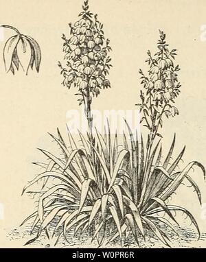 Image d'archive à partir de la page 119 du catalogue descriptif de hardy ornemental. Catalogue descriptif de hardy arbres d'ornement, arbustes, plantes vivaces, etc. : vingt-quatrième édition descriptivecatal ellw1880 Année : 1880 112 ELLWANGER et BARRY'S CATALOGUE. FELAMENTOSA YUCCA. C. L'européen. Sweet. C. Marie Louise. Très grand, double fleurs parfumées, bleu lavande et blanc ; forces canadiennes- bien. C. Neapolitana. Bleu lavande, grande chambre double fleurs odorantes ; un bel hiver bloomer. C. La Reine Victoria. Grandes fleurs bleu-violet, seul ; très odorante. ' VIOLA TRICOLOR. Heartsease, ou Pansy. Un très g Banque D'Images