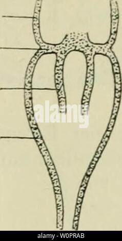 Image d'archive à partir de la page 121 de Der Frosch ; zugleich eine Einf Banque D'Images