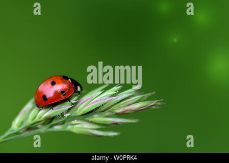 Une petite Coccinelle rouge à points noirs grimpe sur une plante verte contre un arrière-plan vert Banque D'Images