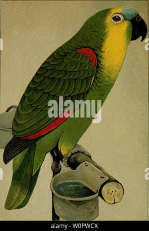 Image d'archive à partir de la page 148 de Der Naturgeschichte Graupapagei Seine . Der Graupapagei. Seine Naturgeschichte .. dergraupapageise00russ Année : 1896 OttotaarRuitlerÄ Coüii&gt ;, Banque D'Images