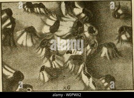 Image d'archive à partir de la page 153 d'un catalogue descriptif de l'outil. Un catalogue descriptif de l'indépendant, les cochenilles (') de l'Australie s'descriptivecatal02frog Année : 1915 148 BULLETIN DES SCIENCES, n° 18. La femelle gall un quart de pouce de hauteur, piriformes, avec l'apex une fente ; les lèvres incurvées vers l'extérieur sur les côtés. L'homme galles sont rouge-brun, mince, tubulaire, légèrement contractés à l'apex en scie ; environ un sixième d'un pouce de hauteur, souvent, couvrant l'ensemble de la feuille. Femelle adulte attaché le long de la surface ventrale de la partie inférieure de la cavité dans la vésicule chambre ; surface dorsale télévision Banque D'Images