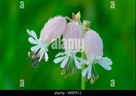 La silène Trio et Dew (Silene vulgaris), Calla Burr sanctuaire naturel, le Michigan est couramment utilisé dans les salades dans la région méditerranéenne. Banque D'Images