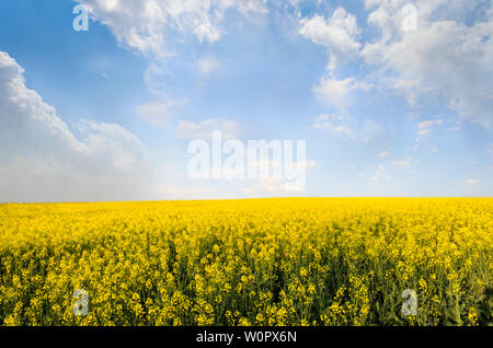 Avis de colza/canola field sous ciel nuageux lumineux Banque D'Images