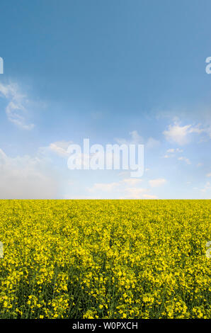 Avis de colza/canola field sous ciel nuageux lumineux Banque D'Images