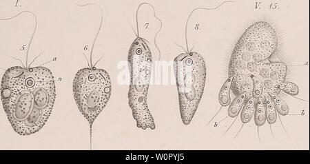 Image d'archive à partir de la page 176 de Der Organismus der Infusionsthiere (1878). Infusionsthiere derorganismusder der der Organismus31stei Année : 1878 Banque D'Images