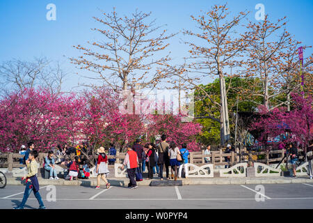 Taichung, Taïwan - 02 Mar 2019 : les touristes sont très encombré dans la fête de la cerise à Taichung. Ce festival attire de nombreux touristes et photographes Banque D'Images