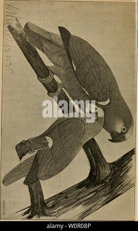 Image d'archive à partir de la page 184 de Der Naturgeschichte Graupapagei Seine . Der Graupapagei. Seine Naturgeschichte .. dergraupapageise00russ Année : 1896 Banque D'Images