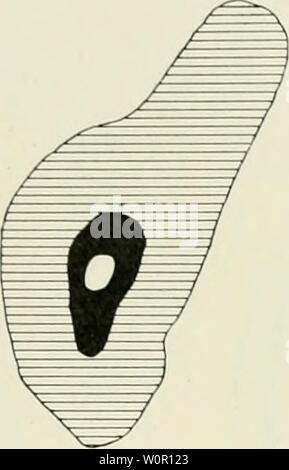 Image d'archive à partir de la page 194 de Der Aufbau der dans Skeletteile. Der Aufbau der Skeletteile in den freien Gliedmassen der Wirbeltiere ; une urodelen deraufbauderskel Untersuchungen Amphibien00egge Année : 1911 Fiff. 85. Banque D'Images