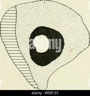 Image d'archive à partir de la page 194 de Der Aufbau der dans Skeletteile. Der Aufbau der Skeletteile in den freien Gliedmassen der Wirbeltiere ; une urodelen deraufbauderskel Untersuchungen Amphibien00egge Année : 1911 Banque D'Images