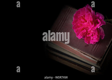 Fleur Rose sur le dessus d'une pile de vieux livres anciens. Sur un fond noir. Banque D'Images