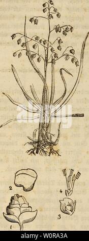 Image d'archive à partir de la page 337 d'wiesenbau in seinem der ganzen. Der wiesenbau derwiesenbauinse in seinem ganzen umfange00hafe Année : 1847 - 318 - 46) (Gemeines üterg oniggefaf 3Onu, tau,&gefäße, rtffef S, Briza media. 9ttSpe ausgebreitet aufrecht. 2.e£ra)du GAFI en f&gt;er$förmig, ent etnem aweifpetygen veräussern dans AMP)e 3 - 9, 33f ?Etii)en äuta abgefa fourrure febr$)nitten, blübt im 9P ?ai unb 3"nt, unb wirb 1 - 1 V2 gufj €oa)- £&gt;que 3t'ttera föntet,ra$ homme fowofrt troefenen auf, als feua&gt ; 10 Siefen Seiben, auf, @ra$ pfeifen unb en Salbungen. £)3a$$ ittergra eignet ale) mel ?r auf troefene Banque D'Images