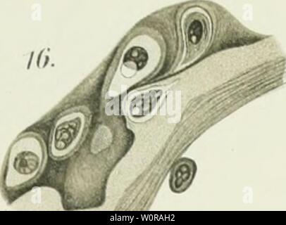 Image d'archive à partir de la page 346 du Der Aufbau der dans Skeletteile. Der Aufbau der Skeletteile in den freien Gliedmassen der Wirbeltiere ; une urodelen deraufbauderskel Untersuchungen Amphibien00egge Année : 1911 /. ;. Banque D'Images