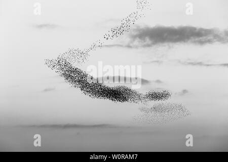 Nuée d'oiseaux faisant une belle, sinueuse dans le ciel Banque D'Images