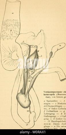 Image d'archive à partir de la page 350 de Der Bau der Vögel (1895). Der Bau der Vögel derbaudervgel00mars Année : 1895 Verdauungsorgane. 33 ; Verdaunngsorgane eines Ä'comme hornvogels- (Buceros cava- tus), von hinten gesehen. Une Speiseröhre Drüsen ö -- magen - c Muskelmagen Darmschlingen - dci -- e rech- ter, e' linker Leberlappen Gallenblase - / - g- Rechter Lebergang Gallengangs - Ende des / Gallenleber -- gang - k - Lebergang Linker // Bauchspeicheldrüse - ?n ni m- Ausfiihrungs Die gänge - seitwärts n Die ge- schobene Alltek. (Nach Owen.) Banque D'Images