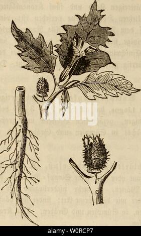 Image d'archive à partir de la page 369 de der ganzen. wiesenbau in seinem Der wiesenbau derwiesenbauinse in seinem ganzen umfange00hafe Année : 1847 - 350 - 4) Der gemeine Stechapfel, Datum stramonium. £)iefe frautartige |&gt;ö n° gefährliche fit pflanze wäa)$t'oft de fer großer 9) ?enge auf S3aa)- unbrabenufern Sötefenratnen une unb unb fetten (£rb£aufen. 3jt bura) j£re zeigen trichterförmigen 23lu unb hommes gre zlea)e liefen, ben äj fknien wilben $a ?nlia)en, viel fächerigen ülfen grud;t£(eta)t ju erfennem fjeire btefer Pfton € Sitte$e ftrtb giftig. Öenn biefe PfIan 2$e von ben ijjreS ecfel tyt ren wegen haften Banque D'Images