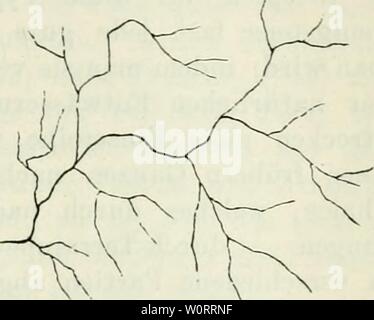 Image d'archive à partir de la page 542 de Der Beobachter ; Allgemeine Anleitung zu. Der Beobachter ; Allgemeine Anleitung zu Beobachtungen über Land und Leute für Touristen, Exkursionisten Forschungsreisende und. Nach dem 'Manuel du voyageur', unter Mitwirkung des Verfassers00derbeobachterall zweigte kalt Année : 1883 Zuflüsse empfängt (Fig.214) ; - Peschels Längenstrom Nebenflüssen« mit un beiden Ufern" (a. a. 0. S. 135), ein Typus, den wir als einfaches ttoeiseitigesFlusssystem bezeichnen wollen. Vierter typus. Flusssystem, das von wel- chem schon die Rede war : wo ein Haupt- 'g' 2U- ström von beiden Seiten Banque D'Images