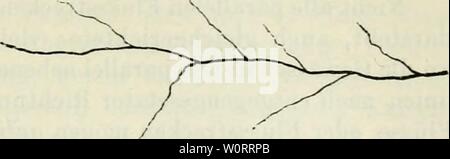 Image d'archive à partir de la page 542 de Der Beobachter ; Allgemeine Anleitung zu. Der Beobachter ; Allgemeine Anleitung zu Beobachtungen über Land und Leute für Touristen, Exkursionisten Forschungsreisende und. Nach dem 'Manuel du voyageur', unter Mitwirkung des Verfassers derbeobachterall00kalt Année : 1883 zweigte 455 HYDROLOGIE Zuflüsse empfängt (Fig.214) ; - Peschels Längenstrom Nebenflüssen« mit un beiden Ufern" (a. a. 0. S. 135), ein Typus, den wir als einfaches ttoeiseitigesFlusssystem bezeichnen wollen. Vierter typus. Flusssystem, das von wel- chem schon die Rede war : wo ein Haupt- 'g' 2U- ström Banque D'Images