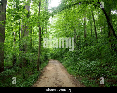 Chemin de terre menant vers le haut à travers la forêt à Rock Creek Park, Washington DC. Banque D'Images