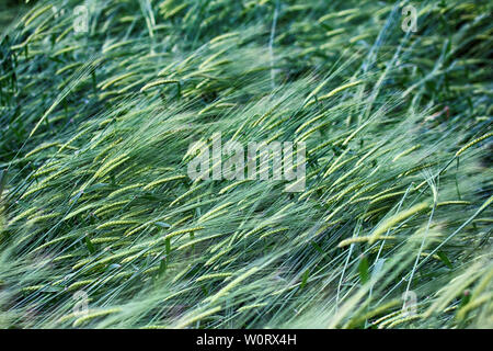 L'orge (Hordeum) oreilles dans les champs au milieu de l'été (lait-wax stade de maturité), le Nord de terres agricoles, agricoles céréalières Banque D'Images