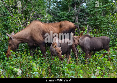 Photo Gros plan d'un orignal femelle avec deux veaux bébé mange de l'herbe dans le Parc National Denali et préserver, Alaska, United States. Banque D'Images