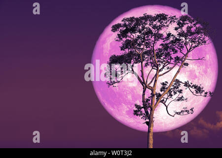 Super Lune rose sur ciel nocturne retour sur arbre silhouette, des éléments de cette image fournie par la NASA Banque D'Images