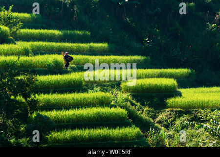 MU CANG CHAI, VIETNAM - nov. 23, 2018 : Une mère ethniques non identifiés d'aller travailler avec un bébé au dos. La vie dans cette région montagneuse est toujours Banque D'Images