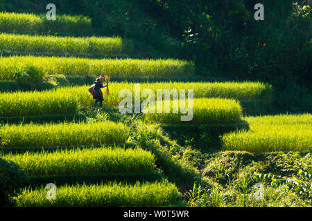 MU CANG CHAI, VIETNAM - nov. 23, 2018 : Une mère ethniques non identifiés d'aller travailler avec un bébé au dos. La vie dans cette région montagneuse est toujours Banque D'Images