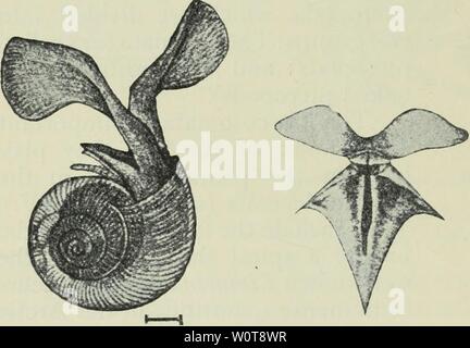 Image d'archive à partir de la page 625 des profondeurs de l'océan ;. Les profondeurs de l'océan ; un compte rendu général de la science moderne de l'océanographie fondée en grande partie sur la recherche scientifique de la vapeur norvégien Michael Sars dans l'Atlantique Nord depthsofoceange00murr Année : 1912 Fig. 429. Limacina retroversa, Fleming. (À partir de la Sras.) Fig. 430. Clio pyramidata L., (de Boas.) acicula (Fig. 431) et Cavolinia gibbosa (Fig. 432) sont des formes caractéristiques. L'alimentation de la baleine, '' Clione limacina (Fig. 433), est particulièrement abondant dans les eaux du nord- ern, et est mieux connue que la plupart des Gymnosomata. Il est 3 Banque D'Images