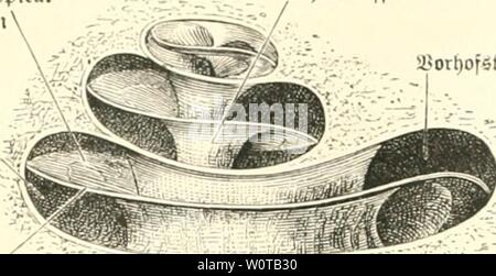 Image d'archive à partir de la page 641 de l'Der Mensch (1886-). Dermensch rankuoft Der Mensch Année : 188601- 560 Sie Sinnesorgane" untÂ Spradroerfjeuge oabiird) bie. criÃ¼tKjute bcr oben nad) aufen foufaÃ¼e fonuej, nad) innen-e 9iabel ronunelfefiel¶Ã ce entfte()t. Xex lange ?ortfa ben befeftigt nodjenfpalte igammer dans SrrommeÃjÃ¶von ber ljIe. Âer ammcrfopf ftel)t mit en Meknfucrbinbnng Stmbofje (beni. Ter 3 mbofv(f(eines ti('o ber Jammer, ijnelt siueiunirseligen¤Ã einem 23acfen5al)iuv béti'en 2001-2002 à i&gt;ur redjtuiinfelig auveinan5eln = ber treten. 3ln( une unterfd eibet ifjm)homme Ã¼erfd alfo luei)Pharmacie Sieben lange ort Banque D'Images