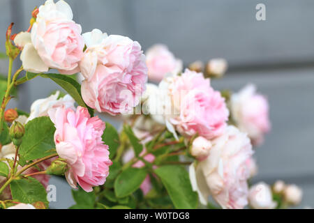 Des roses Rose romantique dans le jardin dans le contexte d'une maison en bois Banque D'Images