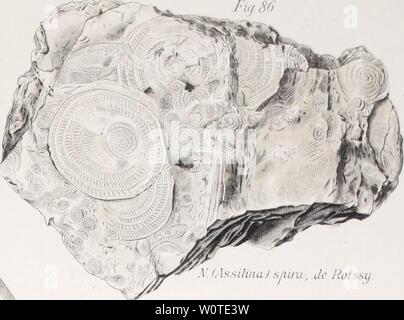 Image d'archive à partir de la page 666 de la description géologique de Java et Banque D'Images