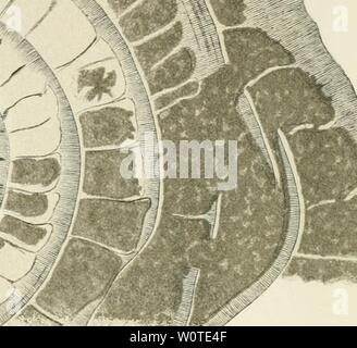 Image d'archive à partir de la page 669 de la description géologique de Java et Banque D'Images