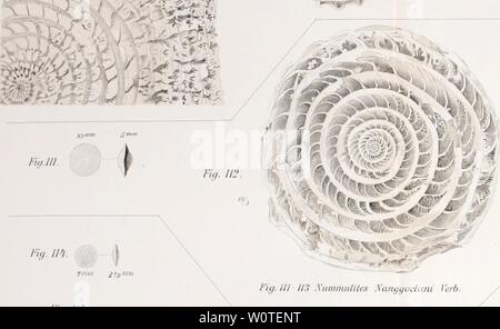 Image d'archive à partir de la page 684 de la description géologique de Java et Banque D'Images