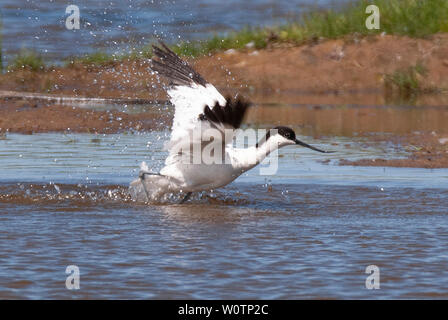 Avocette - ecurvirostra avosetta à Saltholme RSPB, County Durham Banque D'Images