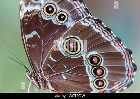 Morpho bleu, Morpho granadensis assis sur une feuille. Banque D'Images