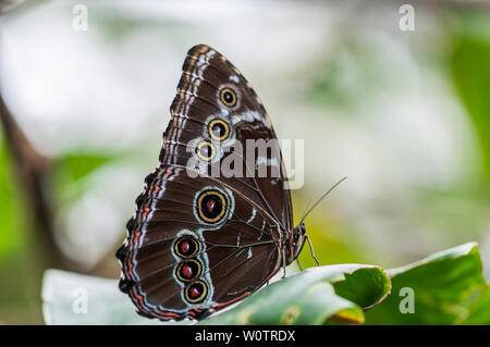 Morpho bleu, Morpho granadensis assis sur une feuille. Banque D'Images