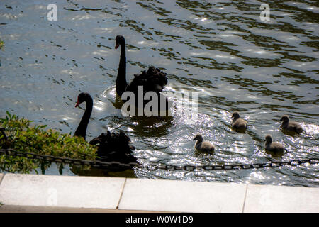 Une famille de cygnes noirs sur le campus de l'Université de Chine Nanhu de l'exploitation minière à Shanghai. Banque D'Images