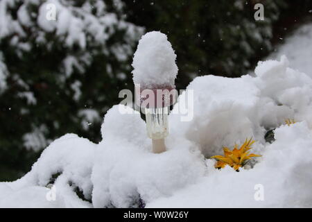 Lampe Verschneite Blumen und auf einem Balkon, Erste Winterimpressionen aus dem Hochschwarzwald. Dans den Hochlagen des Schwarzwaldes hielt am Wochenende (Sonntag) der Winter Einzug. Während die von der Autofahrer Pracht ueberrascht weißer bär und hatten die Kinder und Wintersportler im ersten Schnee ihren Spass. Fuer eine Schneeballschlacht reichte der Neuschnee allemal. Banque D'Images