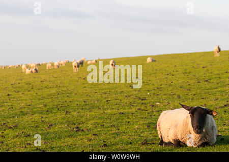 La région de la mer du Nord allemande, moutons sur une digue. Banque D'Images